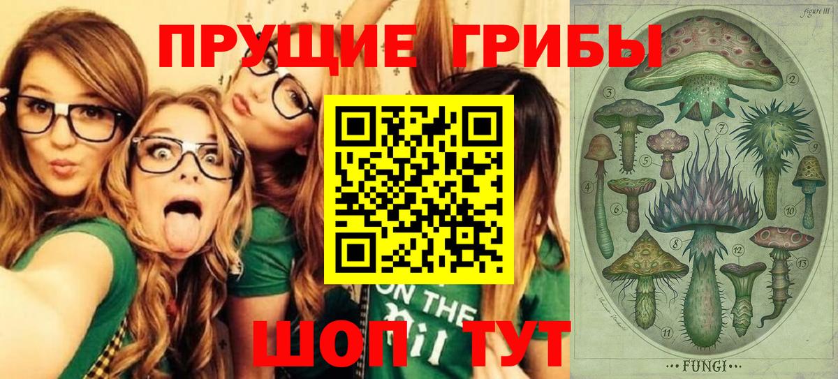 Псилоцибиновые грибы Psilocybe Гусиноозёрск